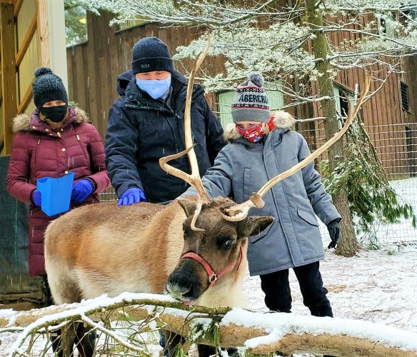 Princess the Reindeer Gets Royal Treatment at Good Zoo | News, Sports, Jobs - Vimarsana News